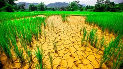 خبراء يكشفون خطوات عملية لمواجهة آثر تغير المناخ على الزراعات (فيديو) 