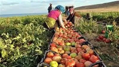 عاجل.. إعفاء الخضراوات والفواكه المنتجة محليًا من ضريبة القمة المضافة 