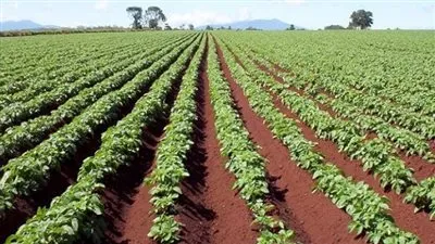 شاهد.. 30 ألف وظيفة بقطاع المبيدات وإنتاج شتلات جديدة للمانجو والأفوكادو في مصر