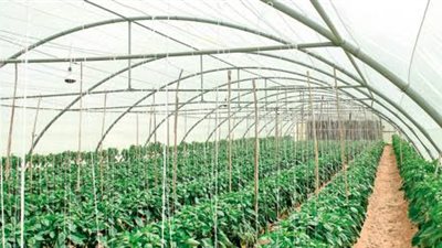 أمير عسير يرعى ورشة تعزيز الغطاء النباتي بمحافظة بلقرن