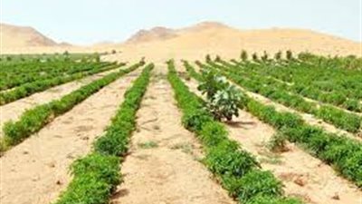 الري: مشروعات تنمية سيناء تعكس حجم اهتمام الدولة بكل نقطة مياه (فيديو)