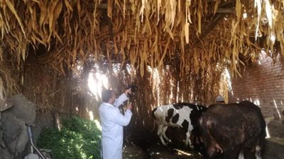 بيطري المنوفية: تحصين ما يقرب من 132 ألف رأس ماشية ضد مرض الجلد العقدي وجدري الأغنام 