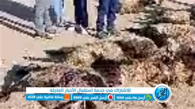 سيارة ميكروباص تصدم قطيع ماشية بالفيوم