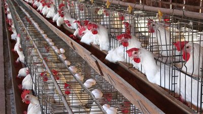 اسعار الدواجن والبيض اليوم الاربعاء 9 فبراير 2022