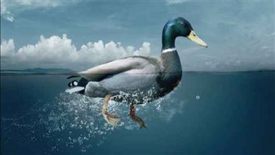 النساء أكثر عرضة للإصابة.. استشاري صحة يوضح أعراض الإصابة بمتلازمة البط (فيديو)