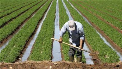 الحكومة: وقف دعم التموين والخبز نهائيا لمَن يتعدى على الأراضي الزراعية