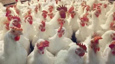 صناعة الدواجن تكشف أسباب ارتفاع الأسعار (فيديو)