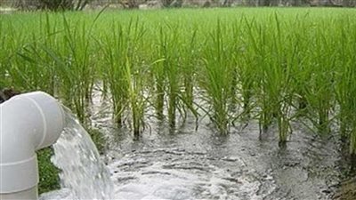 وزير الري: طريقة الغمر ستختفي من مصر خلال 4 سنوات قادمة 