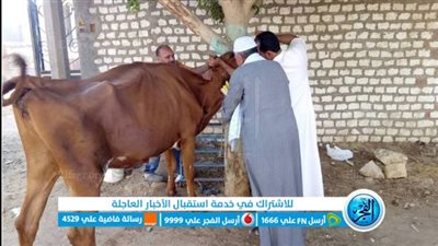 تحصين 81 ألف رأس ماشية ببني سويف