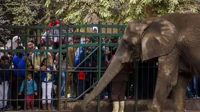 رئيس حدائق الحيوان يكشف سبب الإقبال الكبير من قبل الجمهور (فيديو)