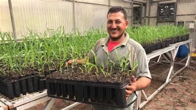 الزراعة: قصب الشتلات يساهم في مضاعفة الانتاجية وتحسين دخل الفلاح (فيديو)