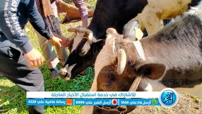 تحصين 157 ألف رأس ماشية وضبط 6 أطنان لحوم فاسدة في كفر الشيخ