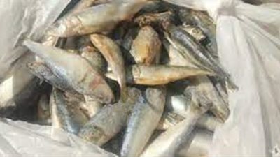 أسعار الأسماك اليوم الخميس 11 -8-2022 في محافظة البحر الأحمر 