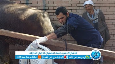 تحصين وتوقيع الكشف الطبي على 5300 رأس ماشية بقوافل مجانية في الفيوم (صور)
