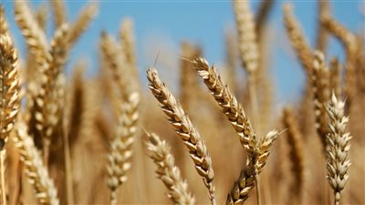 خبير: ارتفاع أسعار القمح 20% خلال ساعات قليلة بسبب حروب أوكرانيا (فيديو)