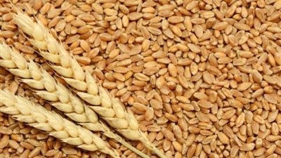 الزراعة تعلن قيمة الحافز الإضافي في سعر أردب القمح هذا العام (فيديو)