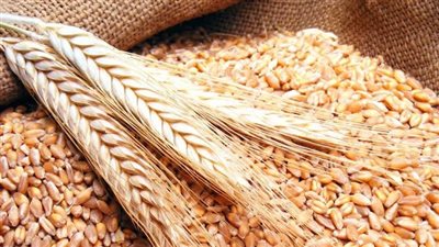 بدائل مصر لاستيراد القمح بعد الأزمة الأوكرانية ـ الروسية