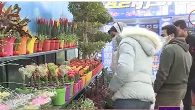 1500 نوع نادر.. انطلاق معرض زهور الربيع بحديقة الأورمان (فيديو)