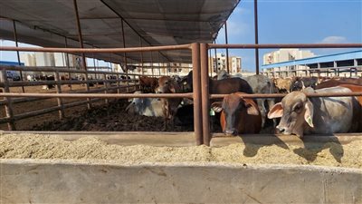 محافظ بورسعيد يتابع سير العمل بمحطة تسمين الماشية