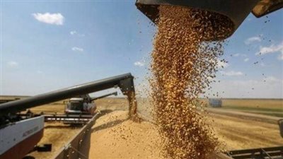 المستورين: لا بديل للقمح الروسي والأوكراني.. ومجلس الوزراء يكشف خطة مواجهة الأزمة