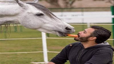 بث مهرجانات الخيول العربية على الفيسبوك