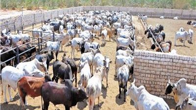 نقيب الزراعيين يكشف خطة الدولة في التعامل مع الارتفاع العالمي للأسعار (فيديو)