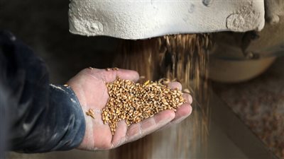 روسيا تحظر تصدير الحبوب إلى دول الاتحاد الاقتصادي الأوراسي مؤقتا