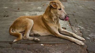 داعية إسلامي: إيذاء الكلاب والقطط الضالة حرام شرعا