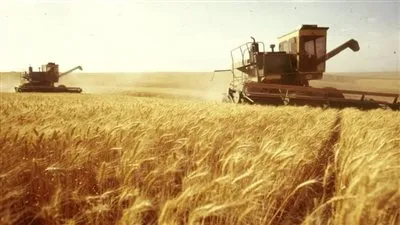  معهد المحاصيل القومية: زراعة القمح هذا العام الأكبر في تاريخ مصر (فيديو)