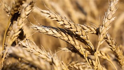 رئيس الحملة القومية للقمح يكشف حجم الإنتاج المتوقع هذا العام 