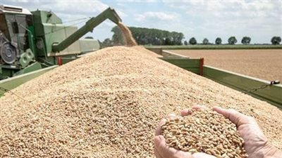 الزراعة: تقديم حوافز إضافية لتشجيع الفلاحين على توريد القمح (فيديو)