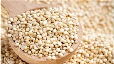 رئيس بحوث الصحراء الأسبق: الكينوا يصلح بديلا للقمح (فيديو)