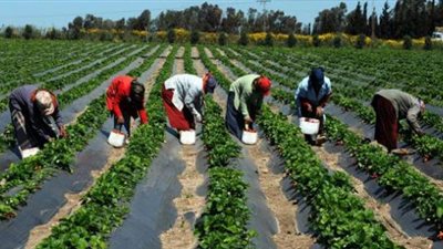 الزراعة: مصر تستطيع تحقيق الاكتفاء الذاتي من القمح ولكن…