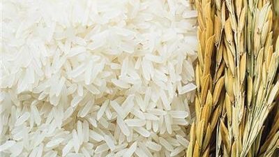  شعبة الأرز تكشف أسباب الارتفاع في أسعاره (فيديو)