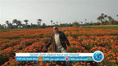 وكيل زراعة الفيوم يتفقد زراعات الأقحوان والقمح بمركز إبشواي