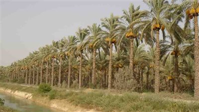 محافظ قنا: فحص 586 ألفا و19 نخلة بهدف مكافحة سوسة النخيل الحمراء