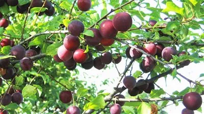 خبير زراعي: الأسمدة الحيوية أحيت أشجار الموالح ورفعت الإنتاجية في مصر