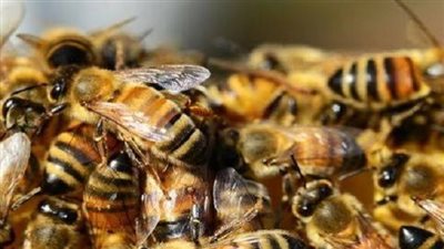 الخدمات البيطرية: النحل المصري مفضل للمستوردين السعوديين (فيديو)