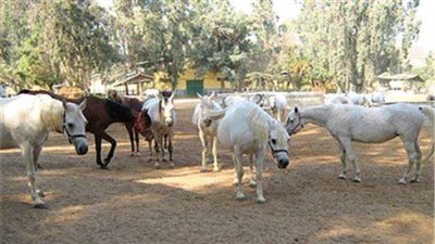 اعتماد محجر بيطري الشرطة لتصدير الخيول إلى دول الاتحاد الأوروبي