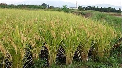 الزراعة: فكرنا مثل الصين وزرعنا الأرز الهجين لرفع الإنتاجية (فيديو)