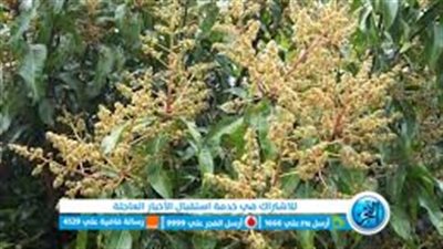 تعرف على أسباب تأخر التزهير في أشجار المانجو وعلاقتها بالظروف البيئية 