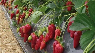 الزراعة تكشف حقيقية فرض رسوم جبرية على صادرات الفراولة المجمدة (فيديو)