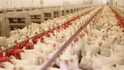 عبد العزيز السيد: قانون حظر بيع الدواجن حية لم يتم تفعيله رغم مرور 13 عام على صدوره