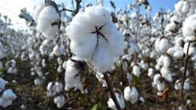 مدير بحوث القطن يكشف سبب بيع قميص مصري بـ 7 آلاف جنيه (فيديو)