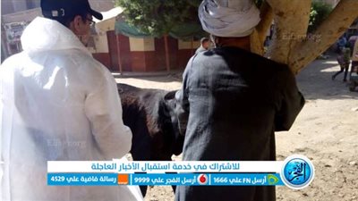 تحصين 149 ألف رأس ماشية ضد الجلد العُقدي وجُدري الضأن ببني سويف