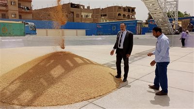 محافظة قنا تفتتح موسم توريد القمح باستلام 240 طنا لموسم 2022