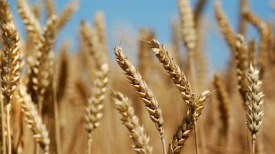 الزراعة: الدولة حريصة على تلبية احتياجات المواطن 