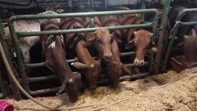 الحجر البيطري: منافذنا مؤمنة.. ونمنع دخول أمراض وبائية لمصر