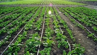 الزراعة: شبكة الري في مصر معقدة.. وتطويرها يتطلب مرحلتان (فيديو)