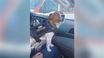 كلب يتحول إلى بطل بسبب حرب أوكرانيا وروسيا (فيديو)